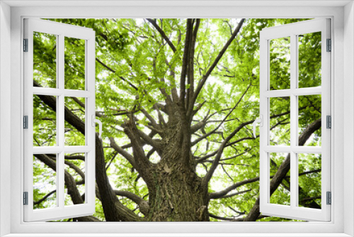 Fototapeta Naklejka Na Ścianę Okno 3D - 新緑のイチョウの木