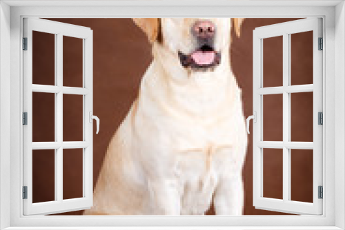 Fototapeta Naklejka Na Ścianę Okno 3D - labrador retriever dog