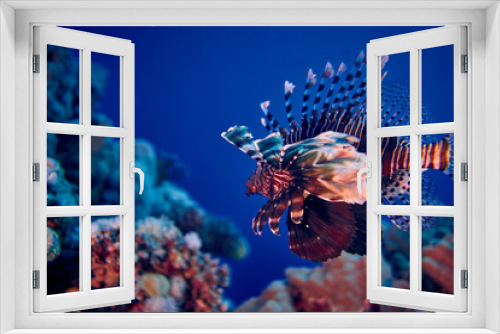 Fototapeta Naklejka Na Ścianę Okno 3D - The beauty of the underwater world - The red lionfish (Pterois volitans) is a venomous coral reef fish in the family Scorpaenidae, order Scorpaeniformes - scuba diving in the Red Sea, Egypt