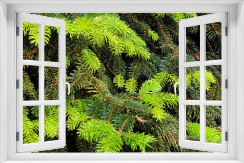 Fototapeta Naklejka Na Ścianę Okno 3D - background of fir branches with different shades of green