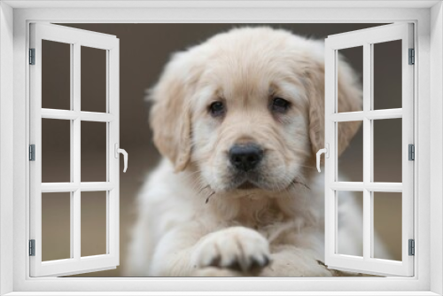 Fototapeta Naklejka Na Ścianę Okno 3D - Closeup shot of an adorable Golden retriever puppy.