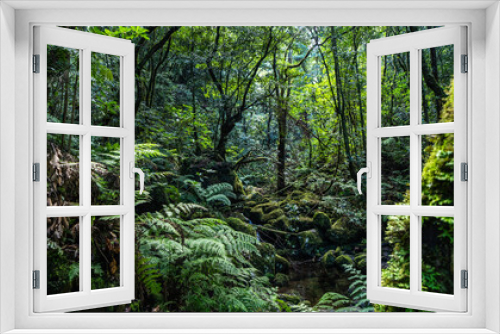Fototapeta Naklejka Na Ścianę Okno 3D - The deep tropical jungle of Madeira Island on the way to the hidden waterfall.