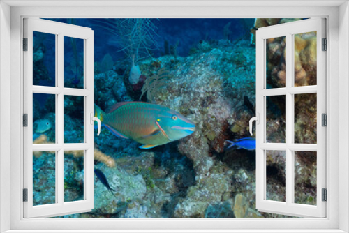 Fototapeta Naklejka Na Ścianę Okno 3D - Grand Cayman Scuba Diving Photos