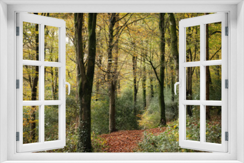 Fototapeta Naklejka Na Ścianę Okno 3D - Idless woods in autumn colours bright yellow near truro cornwall uk 