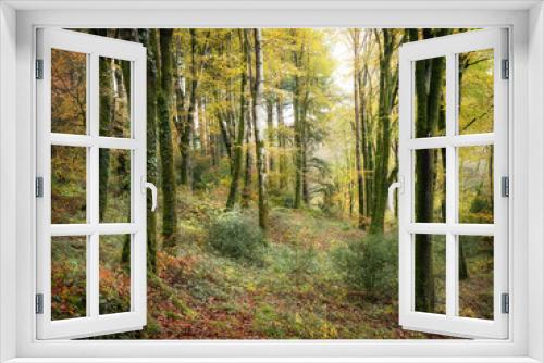 Fototapeta Naklejka Na Ścianę Okno 3D - Idless woods in autumn colours bright yellow near truro cornwall uk 