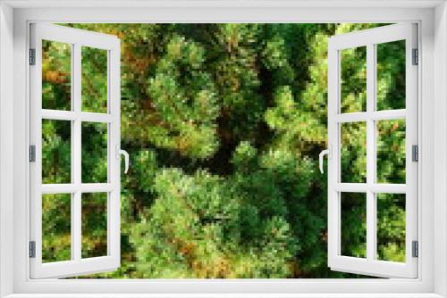 Fototapeta Naklejka Na Ścianę Okno 3D - Thorny branches of an evergreen spruce.