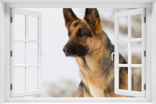Fototapeta Naklejka Na Ścianę Okno 3D - A portrait of an energetic German Shepherd Dog 