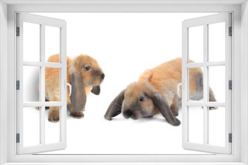 Fototapeta Naklejka Na Ścianę Okno 3D - two brown rabbit