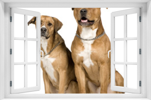 Fototapeta Naklejka Na Ścianę Okno 3D - Two crossbreed dogs