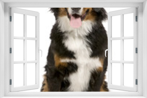 Fototapeta Naklejka Na Ścianę Okno 3D - Bernese mountain dog (1 year)