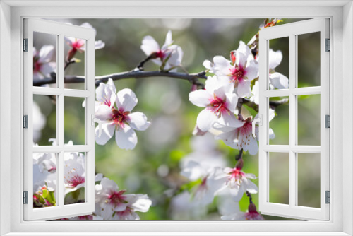 Fototapeta Naklejka Na Ścianę Okno 3D - A detailed view of a tree featuring striking white and red flowers. Almond flowers outdoors.