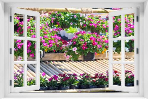 Fototapeta Naklejka Na Ścianę Okno 3D - Catharanthus roseus flower in pots or pink madagascar periwinkle hanging in garden summer background
