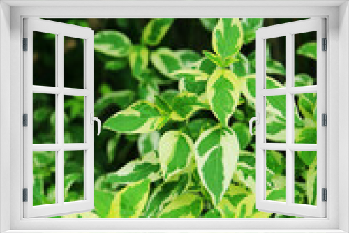 Fototapeta Naklejka Na Ścianę Okno 3D - Vibrant Bicolor Green Leaves of Caricature Plant or Graptophyllum Pictum	