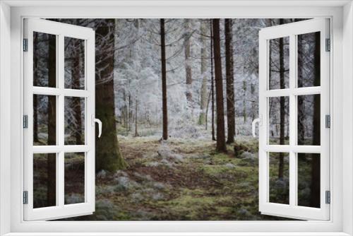 Fototapeta Naklejka Na Ścianę Okno 3D - Frozen and misty enchanted forest with green moss