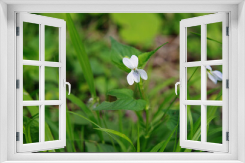 Fototapeta Naklejka Na Ścianę Okno 3D - 草地に白いスミレの花