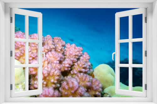 Fototapeta Naklejka Na Ścianę Okno 3D - rosa Koralle