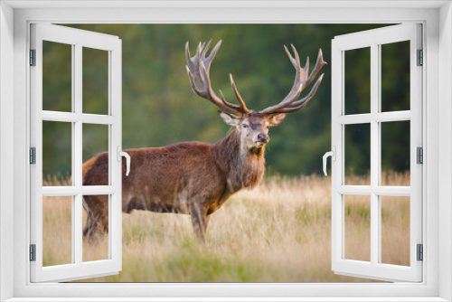 Fototapeta Naklejka Na Ścianę Okno 3D - Red deer