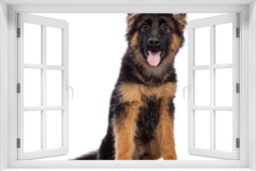 Fototapeta Naklejka Na Ścianę Okno 3D - Cute German Shepherd dog puppy, sitting up facing front. Looking straight to camera, mouth open and tongue out. Isolated cutout on a white background.