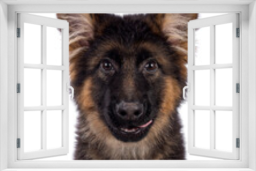 Fototapeta Naklejka Na Ścianę Okno 3D - Head shot of cute German Shepherd dog puppy, sitting up facing front.  Looking straight to camera, mouth open and tongue licking mouth. Isolated cutout on a white background.