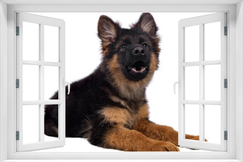 Fototapeta Naklejka Na Ścianę Okno 3D - Cute German Shepherd dog puppy, laying down side ways. Looking straight to camera, mouth open howling. Isolated cutout on a white background..