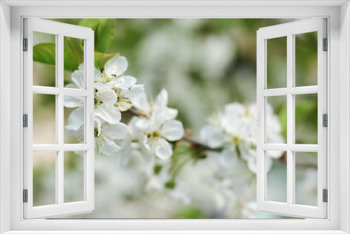 Fototapeta Naklejka Na Ścianę Okno 3D - blossoming apple tree branch
