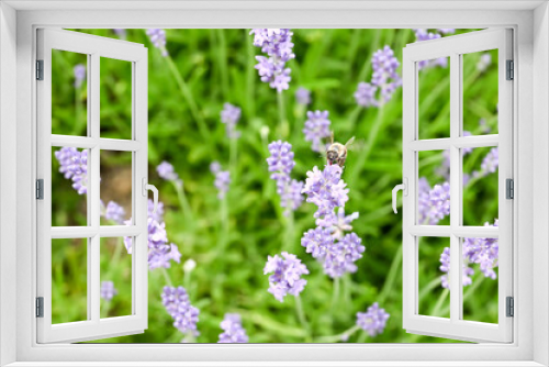 Fototapeta Naklejka Na Ścianę Okno 3D - A bee on the  Lavandula angustifolia flower.