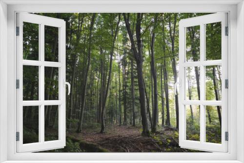 Fototapeta Naklejka Na Ścianę Okno 3D - many green trees in dense forest in summer