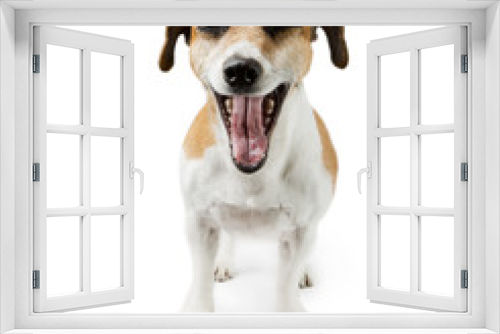 Fototapeta Naklejka Na Ścianę Okno 3D - screaming dog