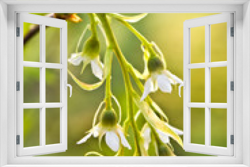 Fototapeta Naklejka Na Ścianę Okno 3D - spring flowers