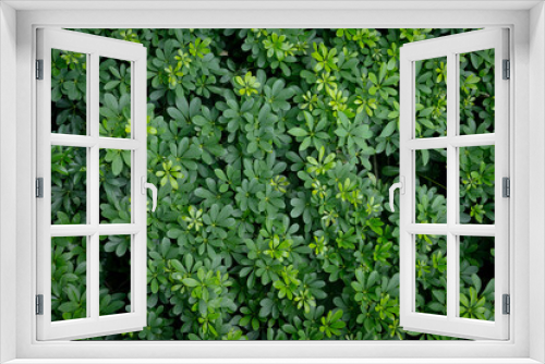 Fototapeta Naklejka Na Ścianę Okno 3D - Green image of a tree planted as a bush in the garden. Looking at it, it feels comfortable and refreshing. It makes me feel close to nature and relieves fatigue.