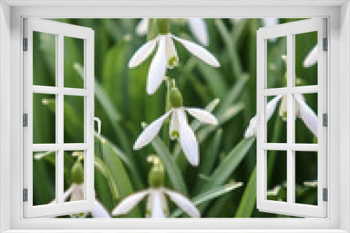 Fototapeta Naklejka Na Ścianę Okno 3D - blooming snowdrops in spring