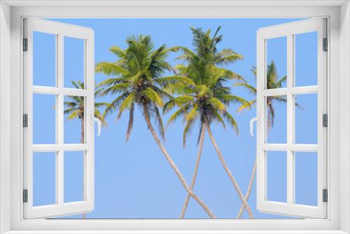 Fototapeta Naklejka Na Ścianę Okno 3D - Coconuts palm tree in Sri Lanka.