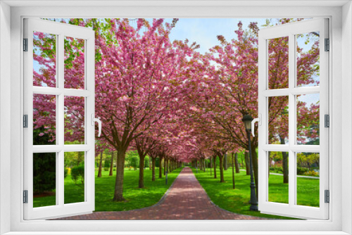 Fototapeta Naklejka Na Ścianę Okno 3D - Spring Blossom Tunnel in the Park