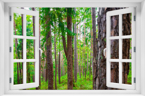 Fototapeta Naklejka Na Ścianę Okno 3D - Beautiful summer forest with different trees. Pine forest beautiful background.