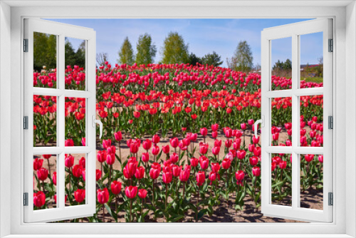 Fototapeta Naklejka Na Ścianę Okno 3D - Group of red tulips in the park.