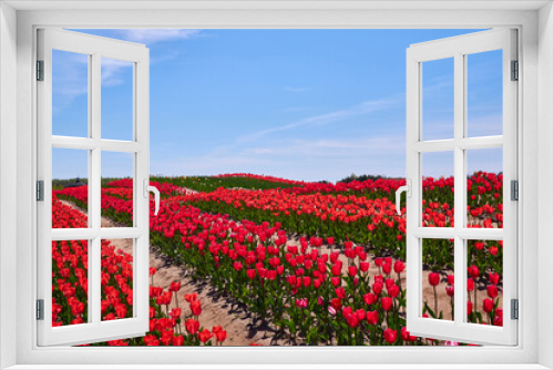 Fototapeta Naklejka Na Ścianę Okno 3D - Scenic View Of Red Flowering Field Against Sky