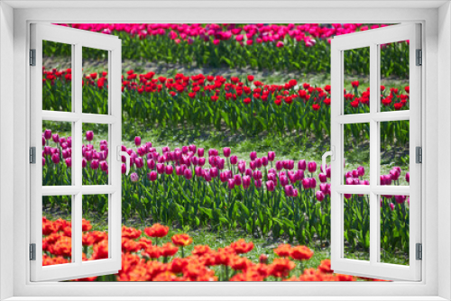 Fototapeta Naklejka Na Ścianę Okno 3D - Selective focus row of multi colour tulip in the field, Line of colourful flowers in the farm, Tulips are a genus of perennial herbaceous bulbiferous geophytes, Nature floral background