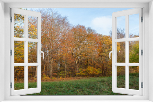 Fototapeta Naklejka Na Ścianę Okno 3D - Beautiful Forest in Autumn Colors
