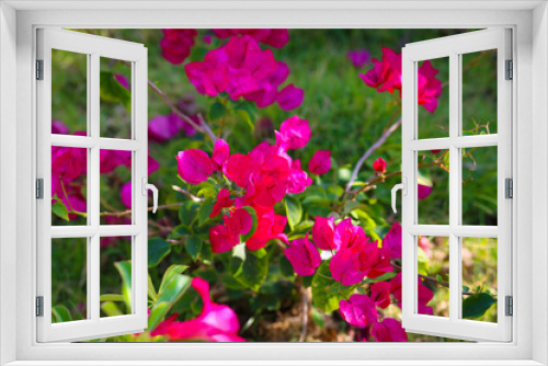 Fototapeta Naklejka Na Ścianę Okno 3D - Pink bougainvillea flowers in a white pot for garden decoration. 