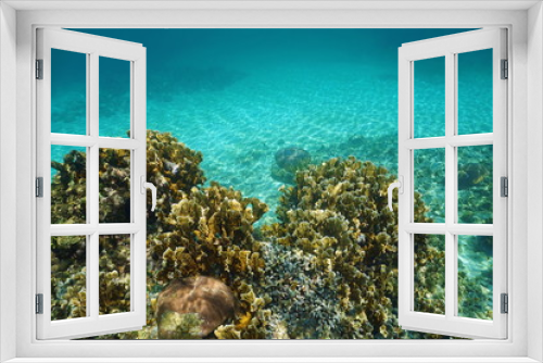 Fototapeta Naklejka Na Ścianę Okno 3D - Underwater landscape in a Caribbean coral reef