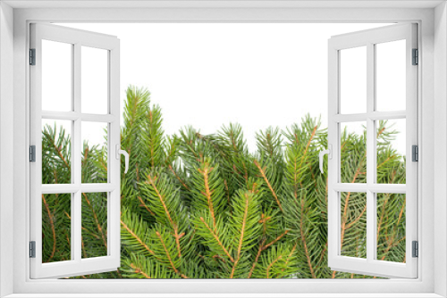 Fototapeta Naklejka Na Ścianę Okno 3D - spruce twigs