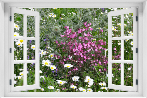 Fototapeta Naklejka Na Ścianę Okno 3D - Wildblumen-Wiese im Frühling