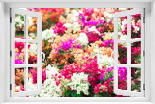 Fototapeta Naklejka Na Ścianę Okno 3D - ,Close-up of pink bougainvillea glabra plant,Close-up of pink bougainvillea glabra blossoms,Close-up of Bougainvillae flowers against blue sky