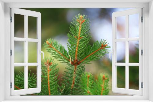 Fototapeta Naklejka Na Ścianę Okno 3D - Beautiful tree twigs