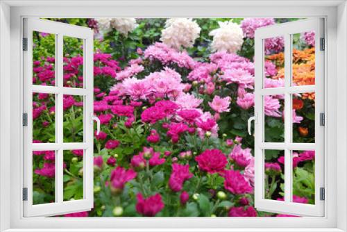 Fototapeta Naklejka Na Ścianę Okno 3D - Beautiful flowers