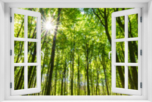Fototapeta Naklejka Na Ścianę Okno 3D - Sonnenstrahlen durchfluten Wald mit Licht