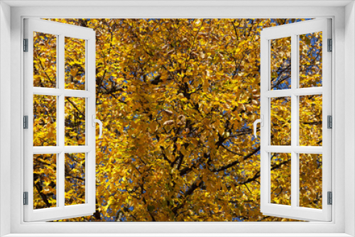 Fototapeta Naklejka Na Ścianę Okno 3D - Yellow leaves.