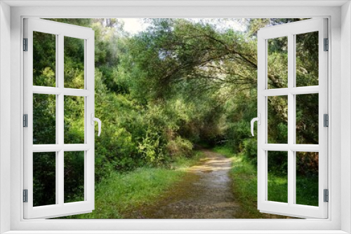 Fototapeta Naklejka Na Ścianę Okno 3D - Small path in a forest in Menorca