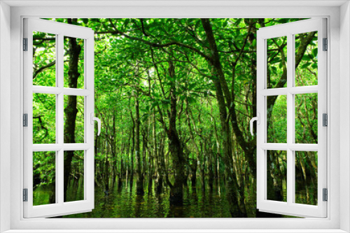 Fototapeta Naklejka Na Ścianę Okno 3D - 沖縄県西表島　緑溢れるマングローブの森の中