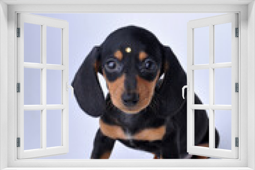 Fototapeta Naklejka Na Ścianę Okno 3D - filhote fofo de Dachshund, foto em estúdio fundo neutro, amor canino, pedigree, raça pura 